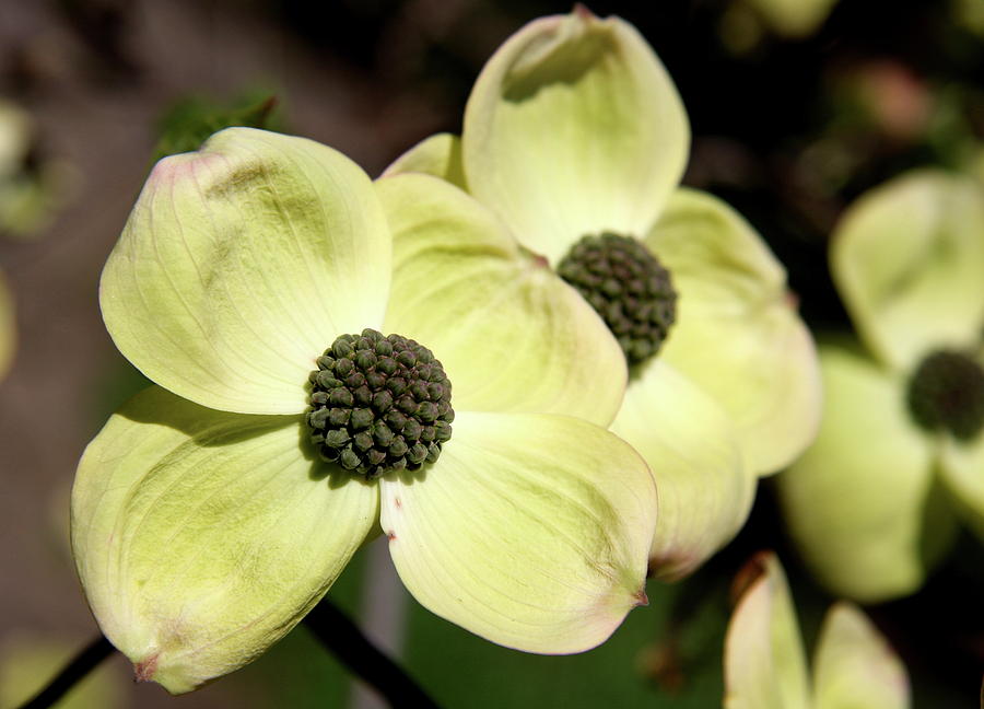 Flowering Dogwood Photograph by Christiane Schulze Art And Photography ...