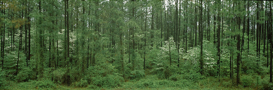 Nature Photograph - Flowering Dogwood Cornus Florida Trees by Panoramic Images