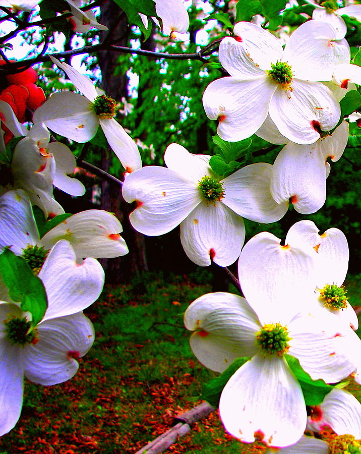 Flowering Dogwood Featured Photograph by Pamela Hyde Wilson