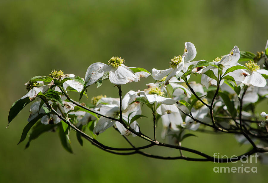 Flowering Dogwood Photograph by Paul Mashburn