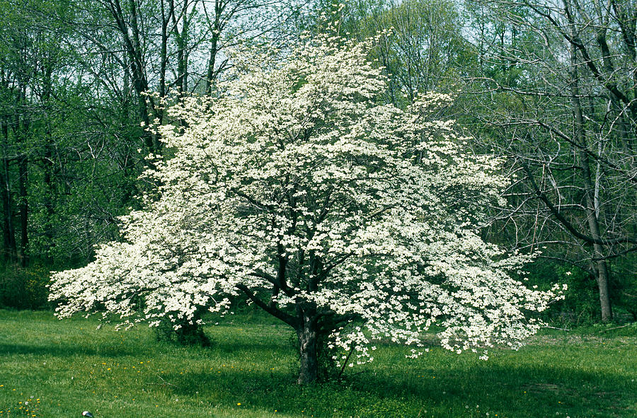 Flowering Dogwood Tree Photograph by Arthur W. Ambler