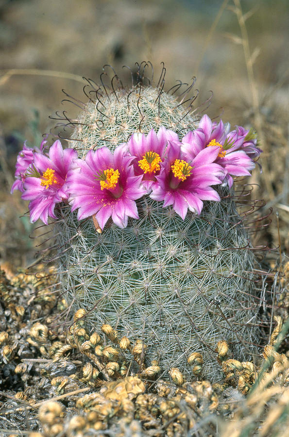 Flowering Fishhook Cactus Photograph by Craig K. Lorenz