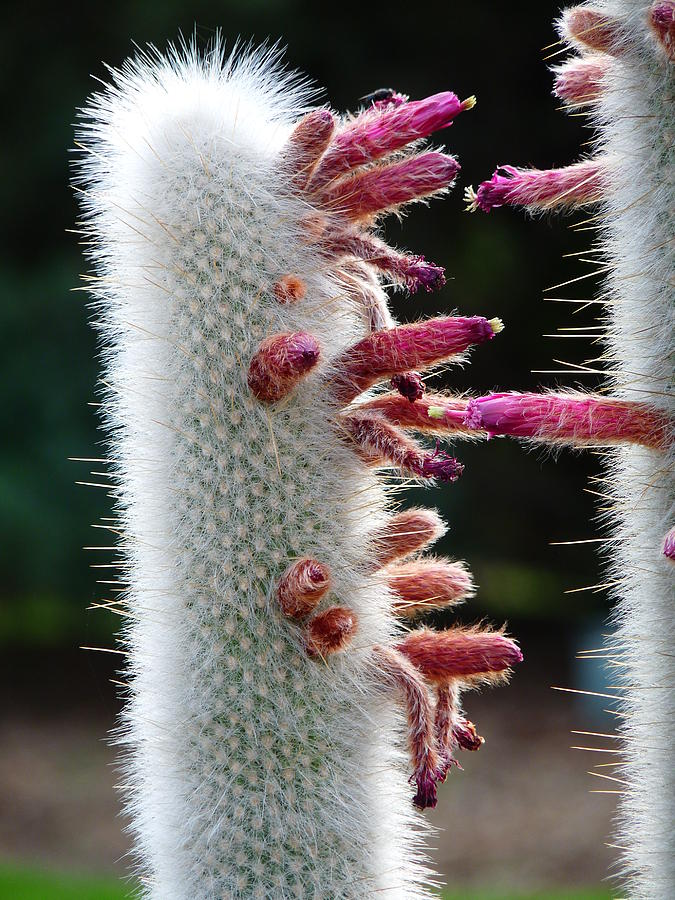 Flowering Fuzzy Cactus Photograph by Jeff Lowe
