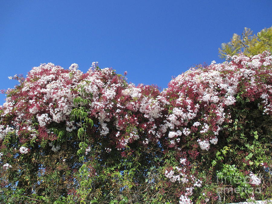 Flowering hedge Photograph by Chani Demuijlder