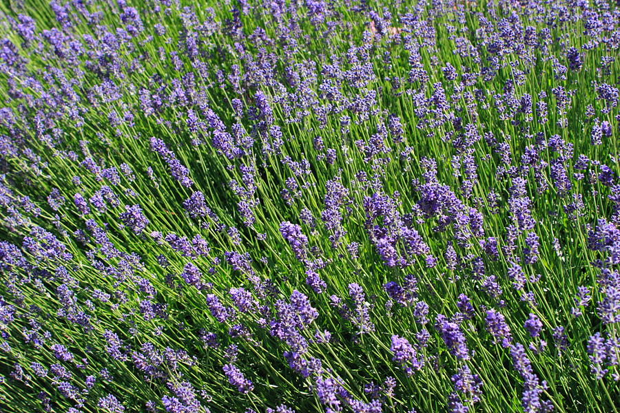 Flower Photograph - Flowering lavender by Ulrich Kunst And Bettina Scheidulin
