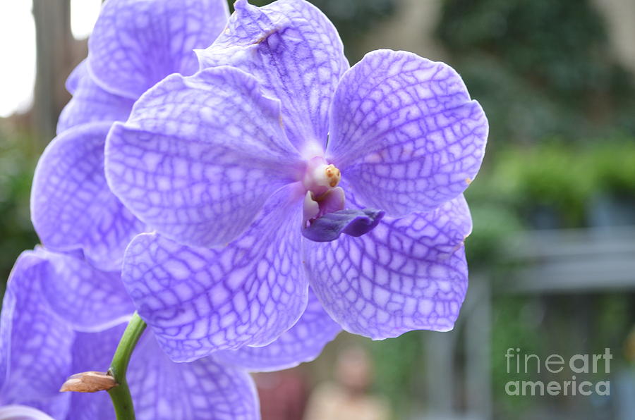Orchid Photograph - Flowering Lavender Orchids by DejaVu Designs