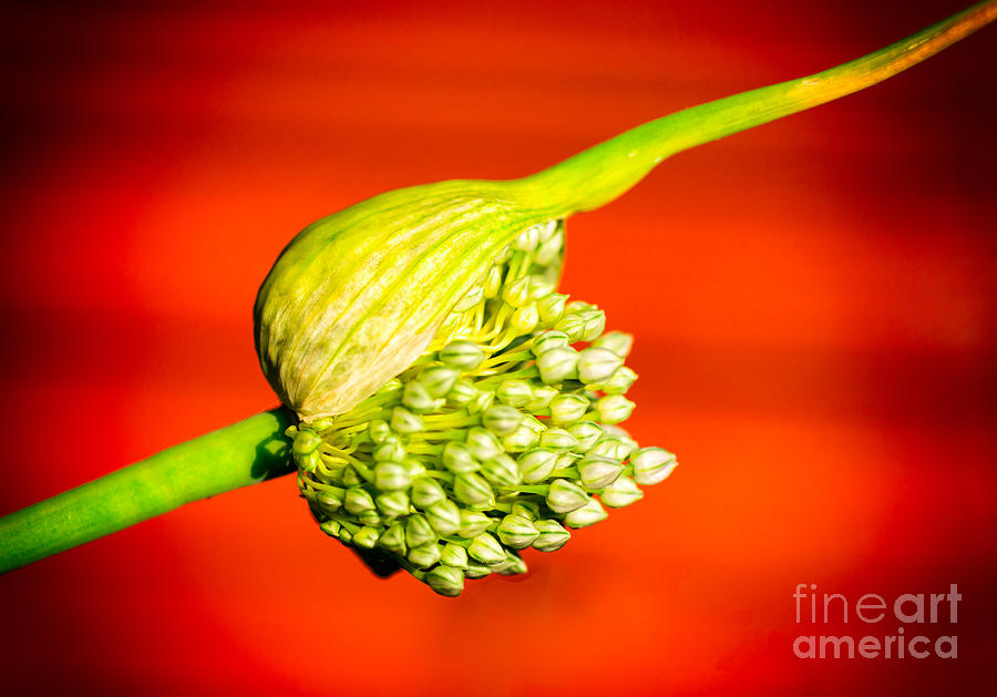 Flowering Leek Photograph by Les Palenik