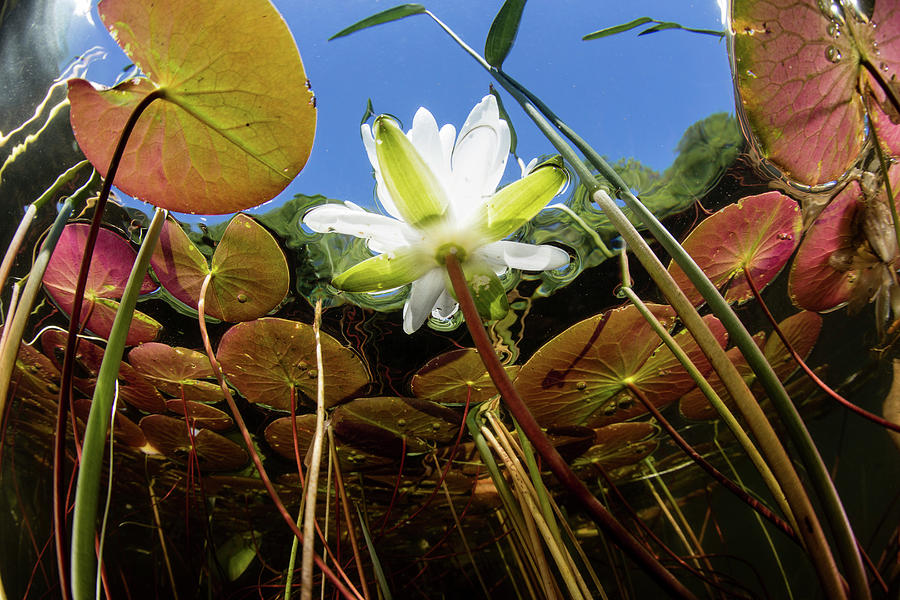 Flowering Lily Pads Grow Along The Edge Photograph by Ethan Daniels