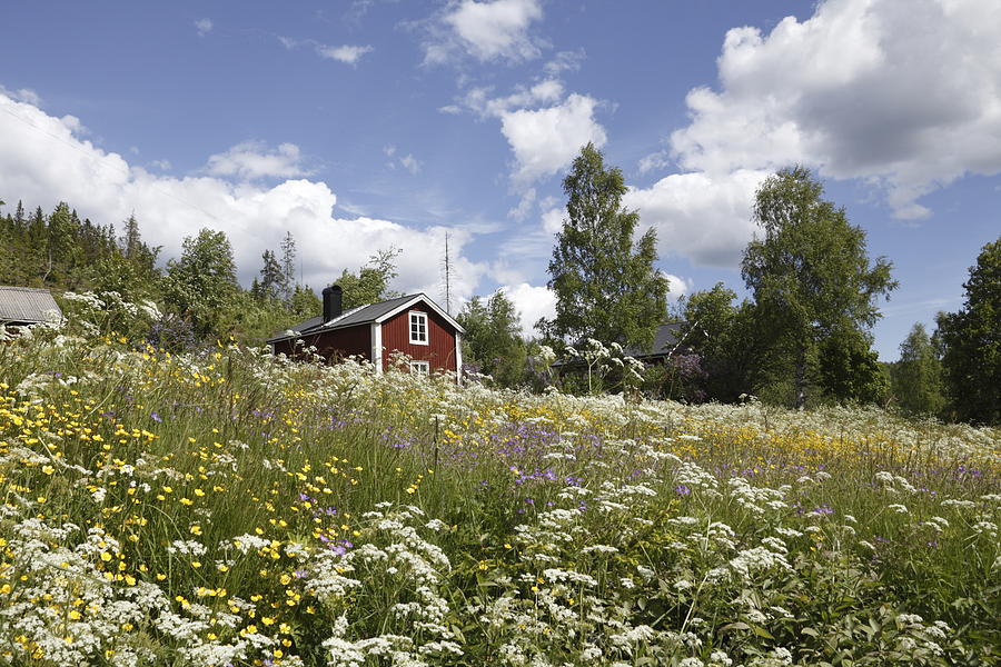 Flowering meadow and red farmhouse Photograph by Ulrich Kunst And Bettina Scheidulin