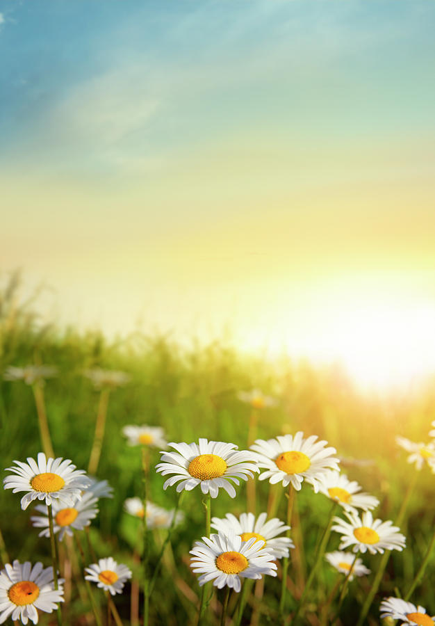 Flowering Meadow In Sunset Light by Narvikk