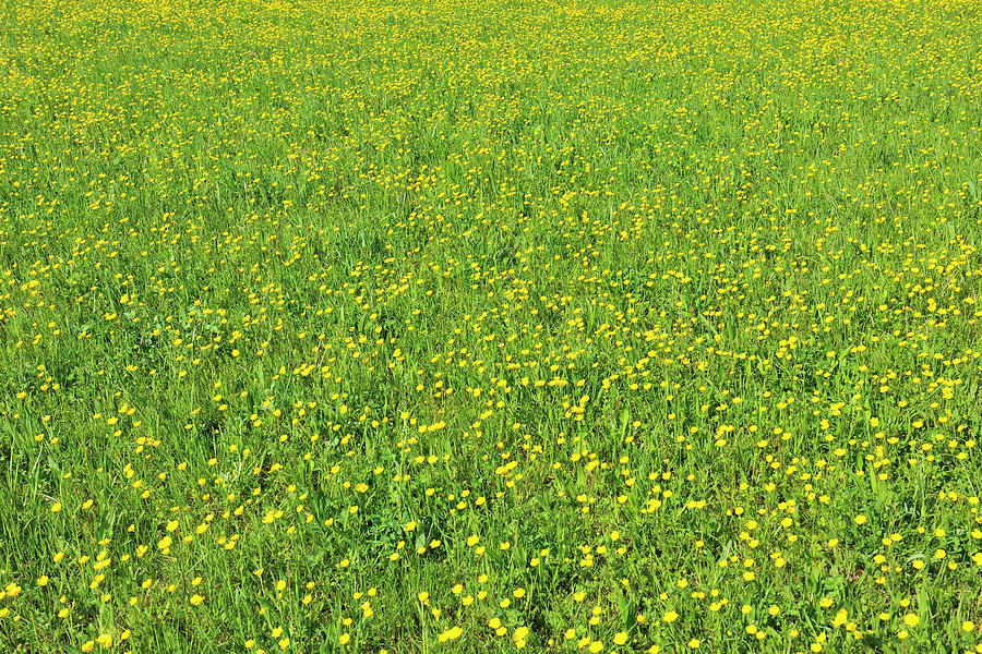 Flowering Meadow With Buttercup Photograph by Raimund Linke
