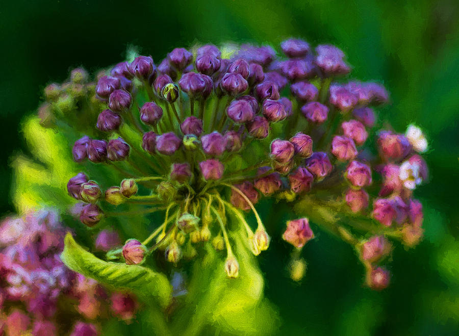 Flowering Milk Weed Plant Photograph by Les Palenik