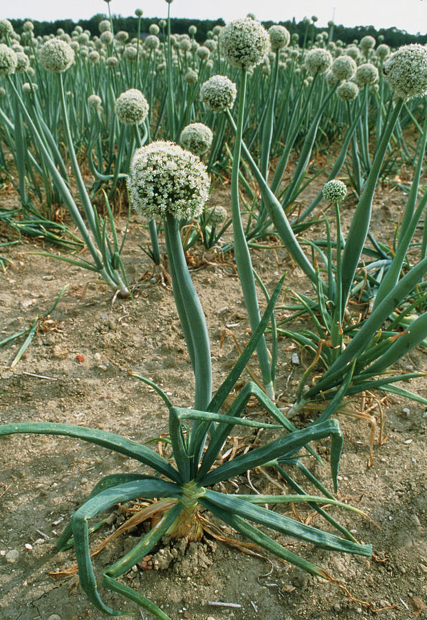 [Image: flowering-onion-crop-grown-for-its-seed-...ibrary.jpg]