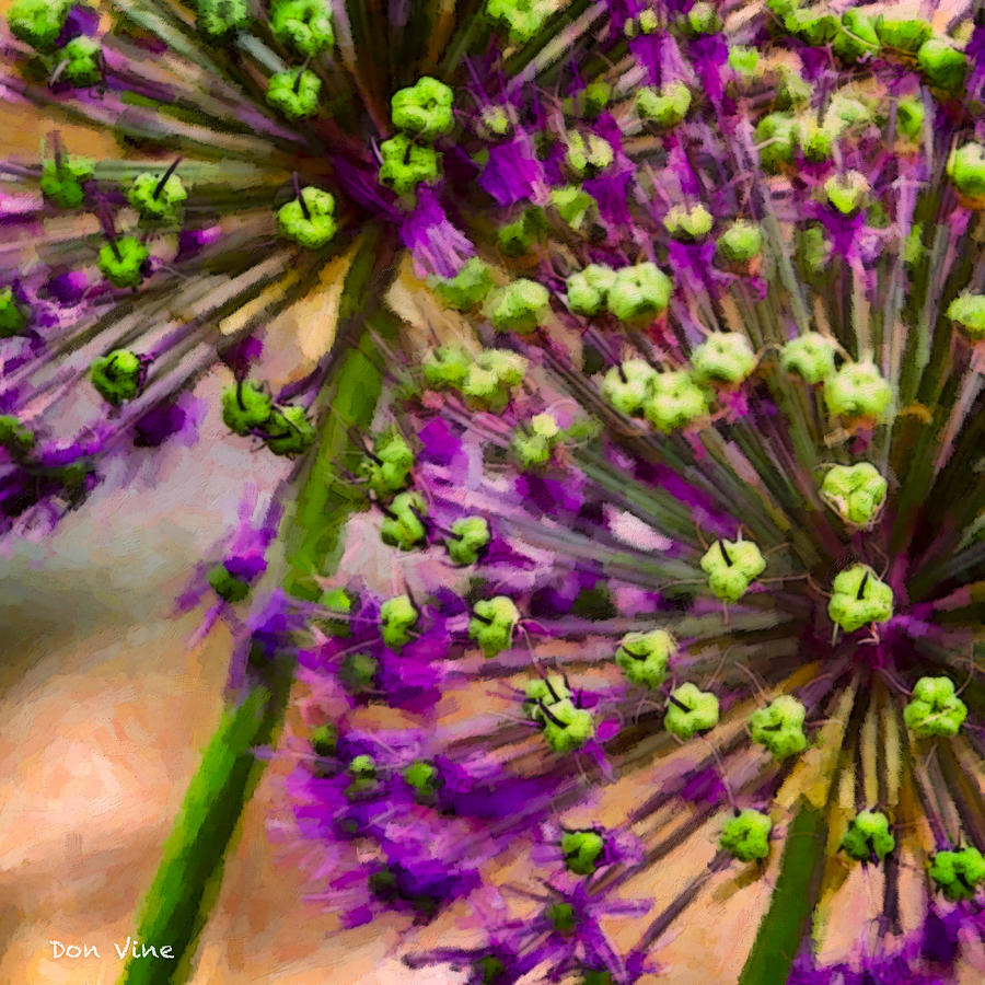 Flowering Onion Photograph by Don Vine