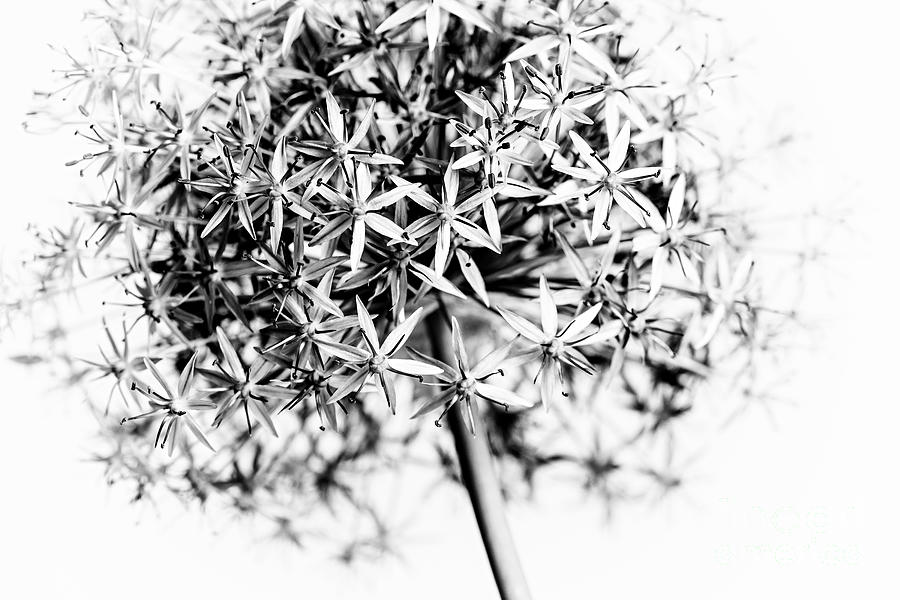 Flower Photograph - Flowering onion macro by Elena Elisseeva