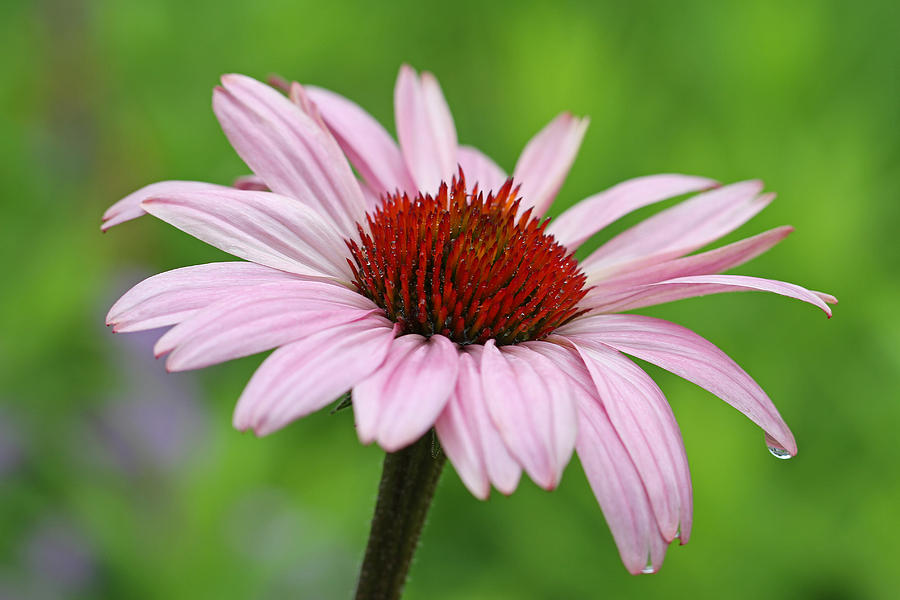 Flowering Pink Coneflower Photograph by Juergen Roth