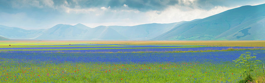 Flowering Plants With Mountain Range Photograph by Panoramic Images