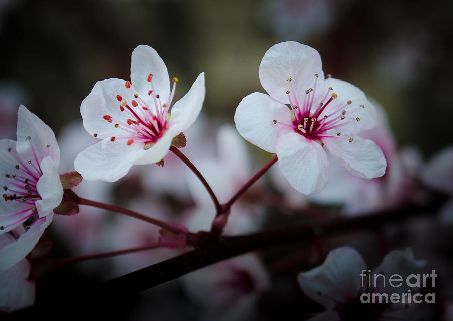 Flowering Plum 1 Photograph by Michael Arend