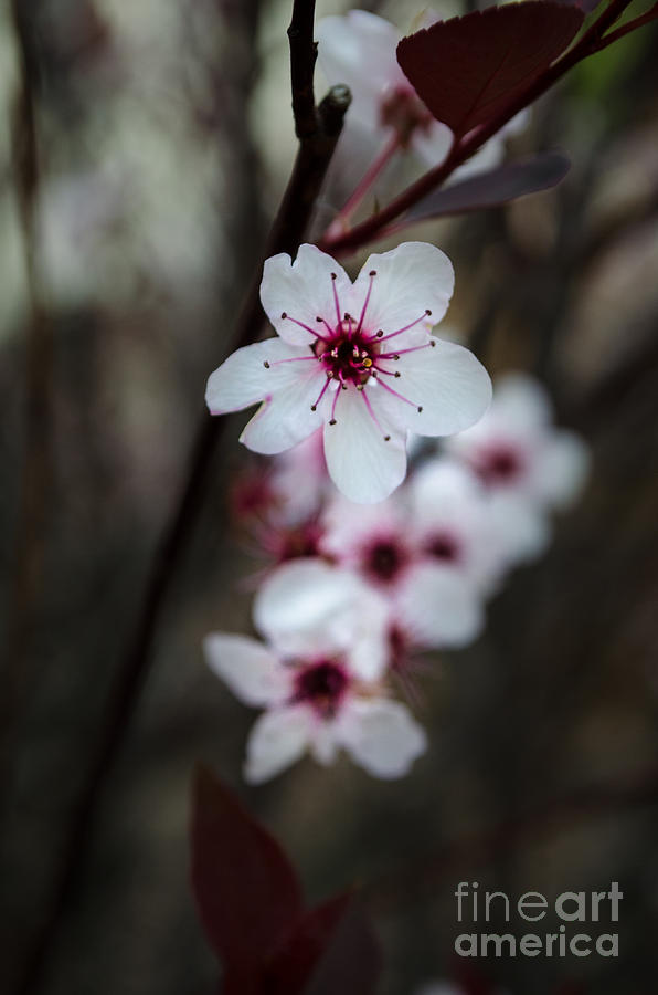 Flowering Plum 2 Photograph by Michael Arend