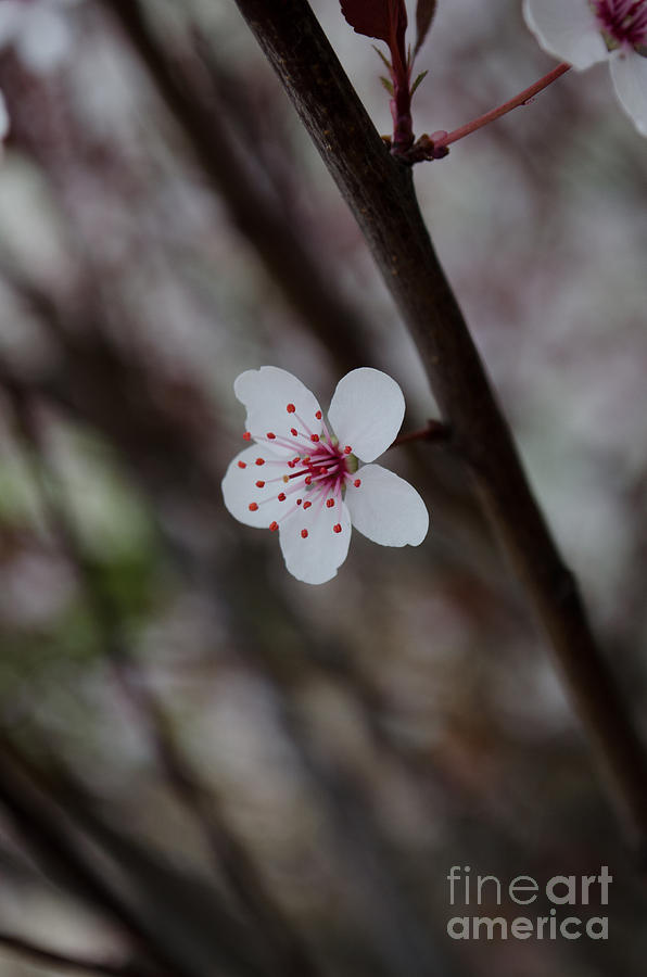 Flowering Plum 3 Photograph by Michael Arend