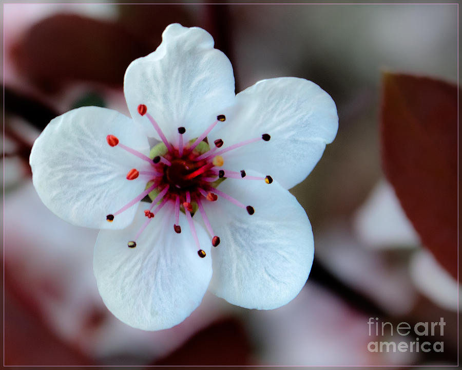 Flowering Plum  Photograph by Michael Arend