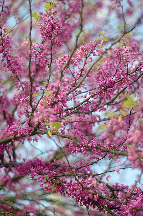 Flowering Redbud Tree Photograph by Suzanne Powers