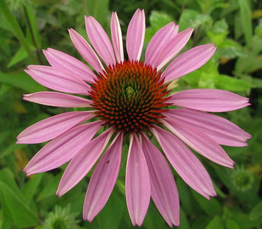 Flowering purple cone flower Photograph by Eric Noa - Fine Art America