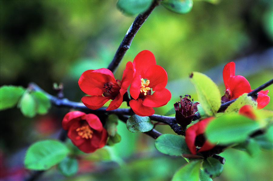 Flowering Quince Flowers Photograph by Adrian Thomas/science Photo Library