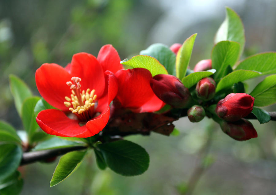 Flowering Quince Photograph by Gerry Bates