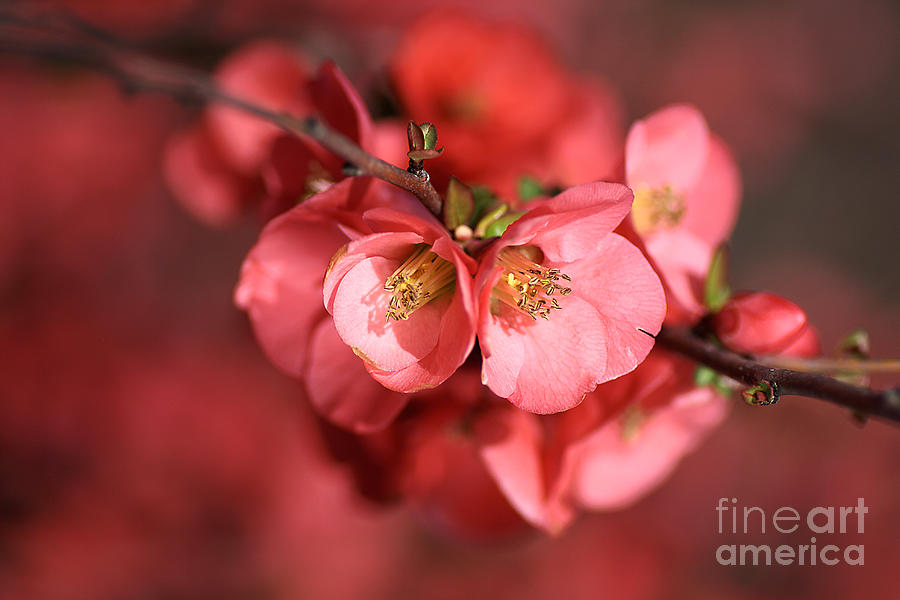 Flowering Quince Photograph by Joy Watson