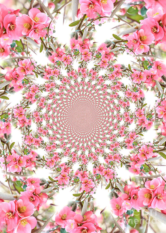 Flowering Quince Kaleidoscope Photograph by Carol Groenen
