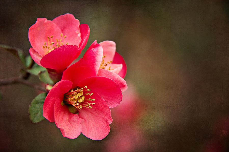 Flowering Quince Photograph by Lana Trussell
