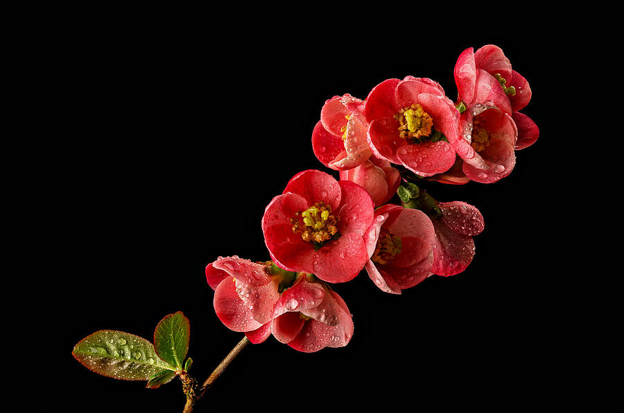Flowering Quince Photograph by Mary Jo Allen