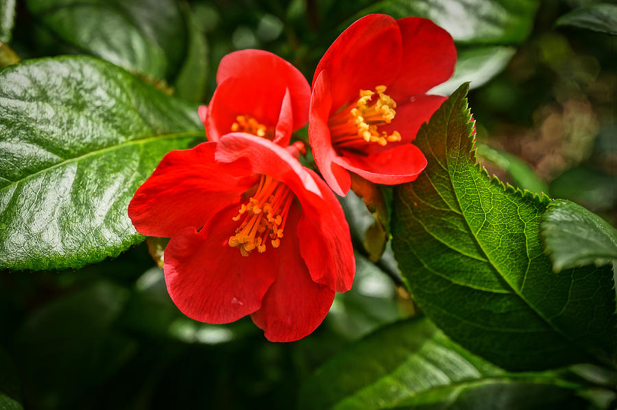 Flowering Quince Photograph by Ronda Broatch