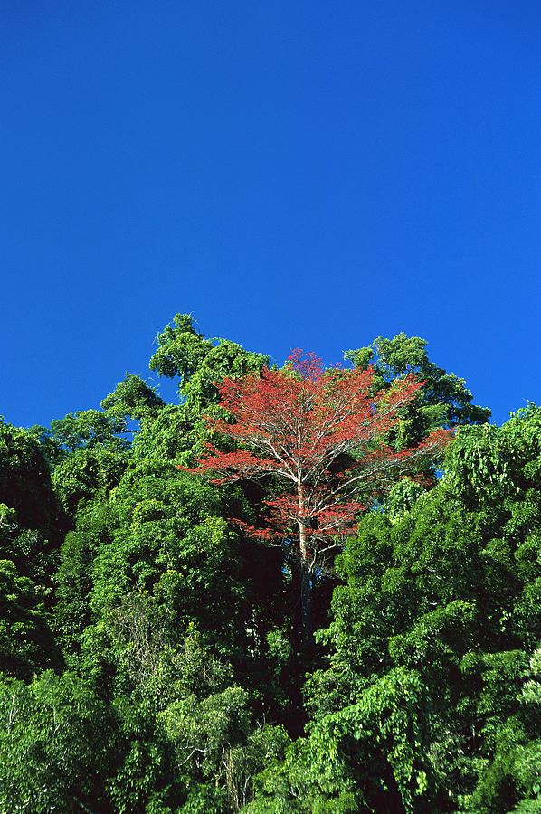 Flowering Rainforest Trees Yapen Island Photograph by Konrad Wothe