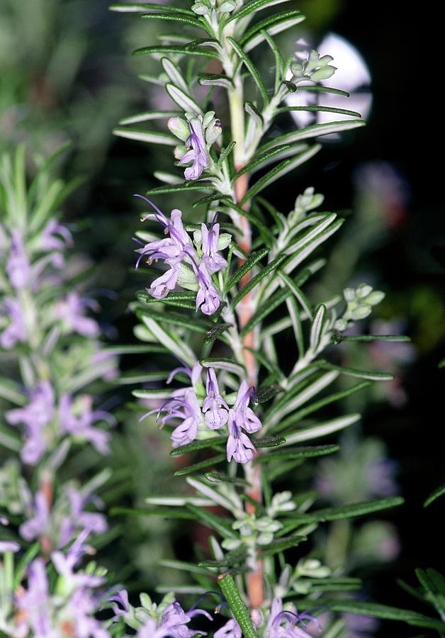 Flowering Rosemary Photograph by Science Photo Library