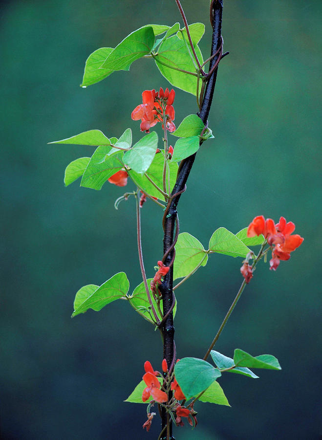 Flowering Runner Bean Plant Photograph by Bjorn Svensson