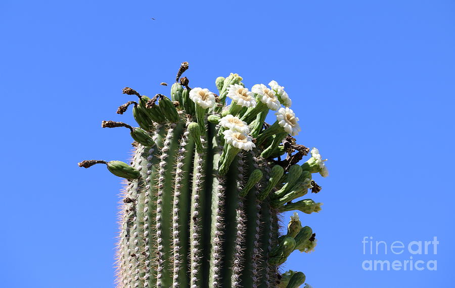 Flowering Saguaro Photograph by Christiane Schulze Art And Photography