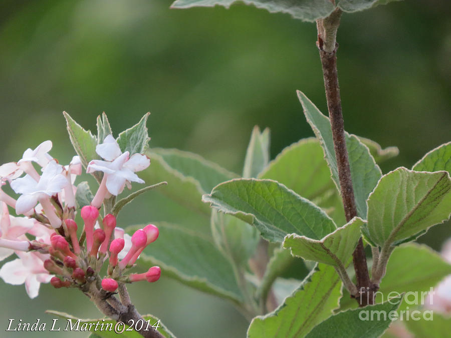 Flower Photograph - Flowering Shrub 1 by Linda L Martin