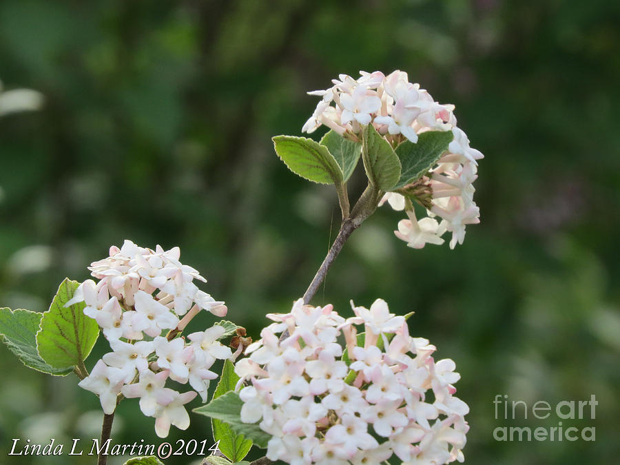Flowering Shrub 3 Photograph by Linda L Martin