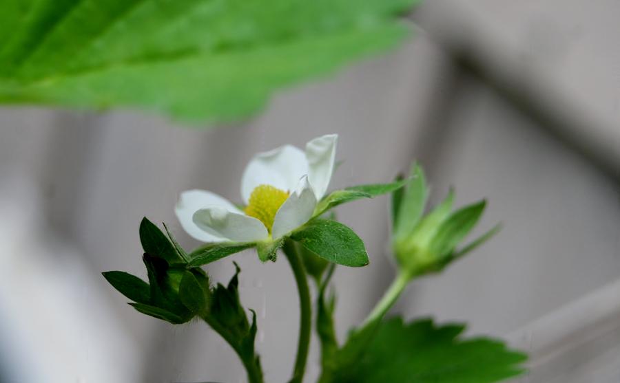 Flowering Strawberry Plant Photograph by Barbara S Nickerson