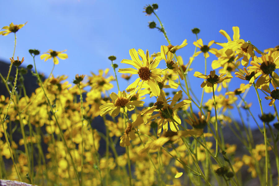 Flowering Sunshine Photograph by James Knight