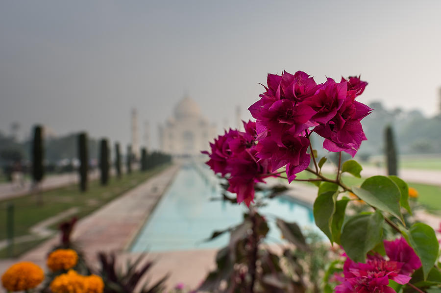 Flowering Taj Photograph by Scott Wyatt