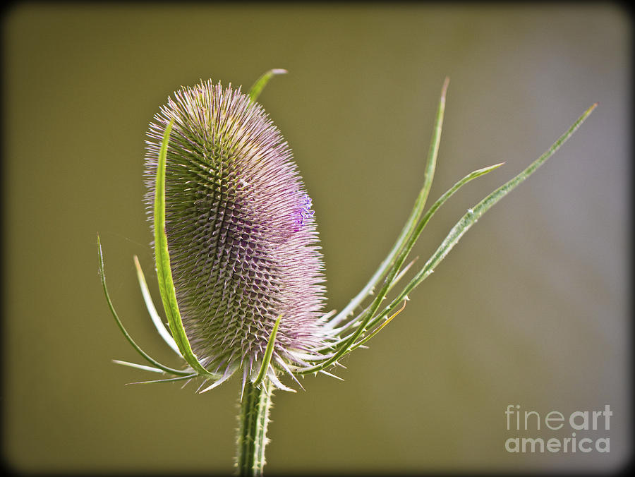 Flowering Teasel. Photograph by Clare Bambers