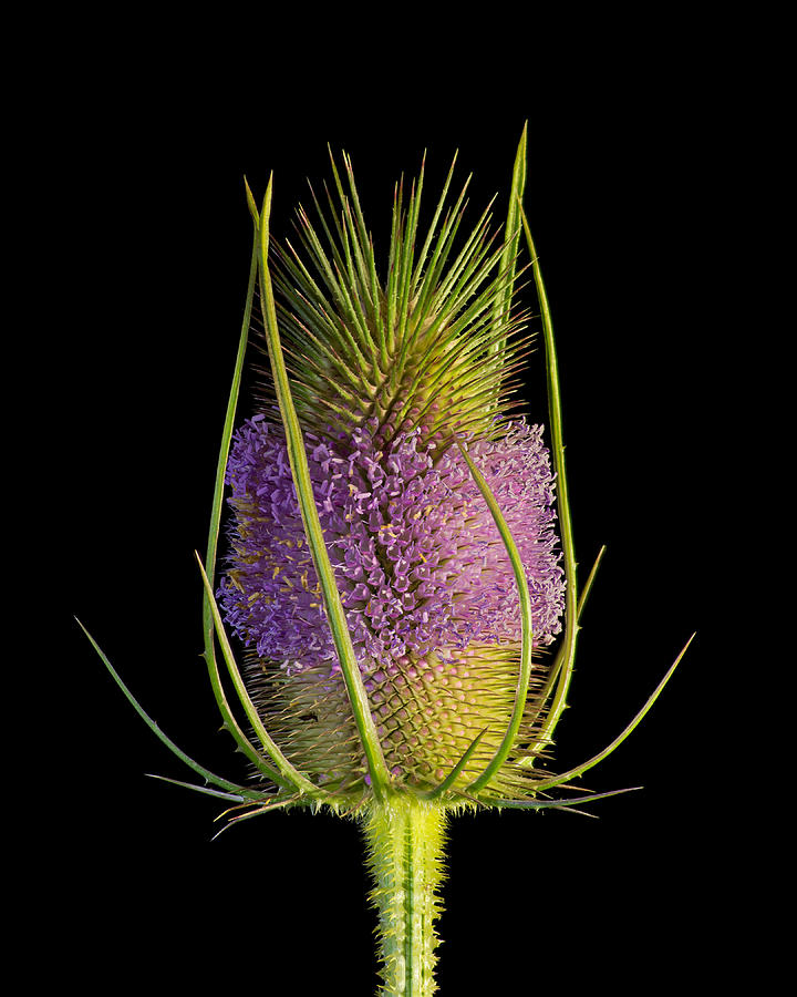 Summer Photograph - Flowering Teasel by Pete Hemington