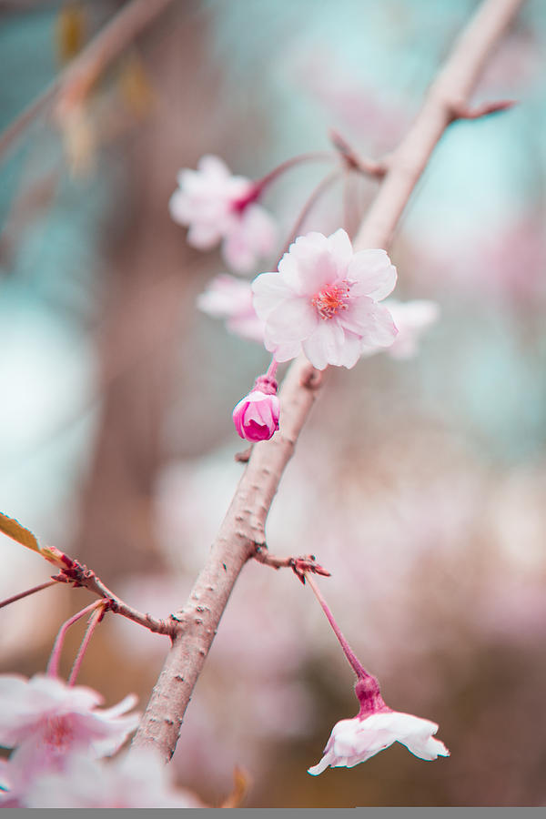 Flower Photograph - Flowering Tree - Pink and Blue by Courtney Wilson