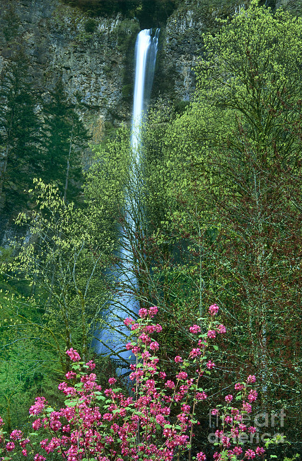 Flowering Tree Below Multnomah Falls Columbia River Gorge NSA Oregon Photograph by Dave Welling