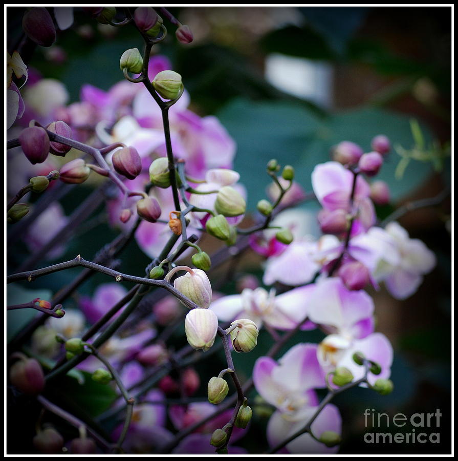 Flowering Tree Buds Photograph by Nancy Mueller