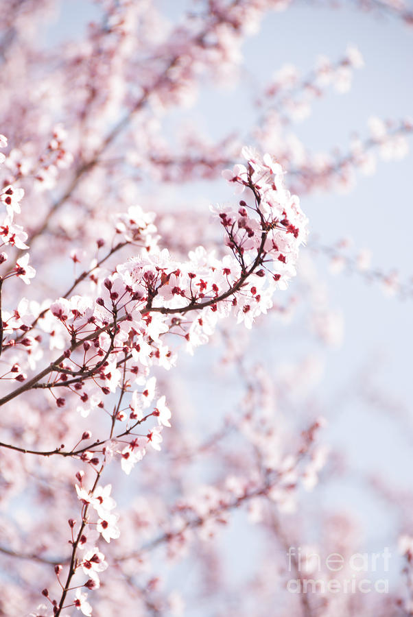 Flowering Tree in Spring Photograph by Juli Scalzi