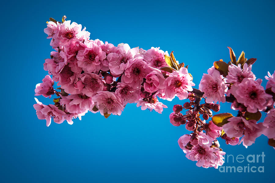 Flowering Tree Photograph by Robert Bales